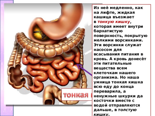 Как нарисовать кишки