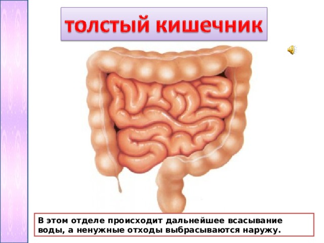 В тонкой кишке происходит всасывание воды. Картинка коллаж • нарушение всасывания витаминов в кишечнике.. Кишечник Гороврит спасибо картинка. Кишечник говорит сахар давай картинка.