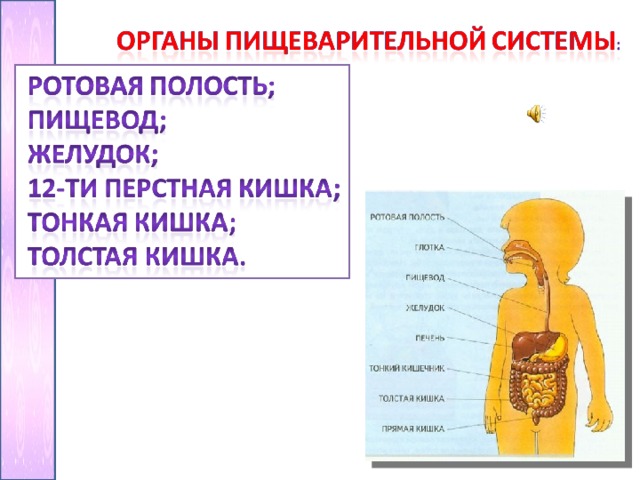 Что называют пищеварением