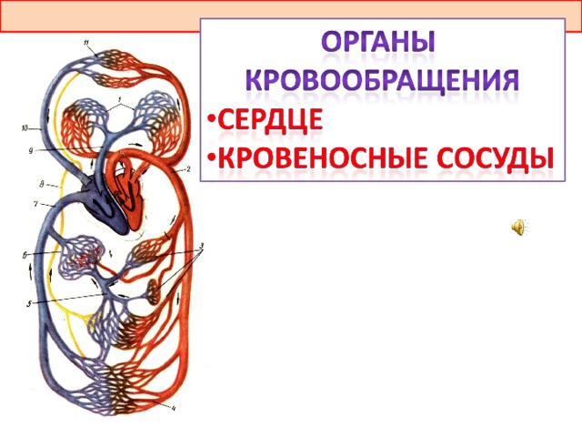 Органы кровообращения человека. Органы кровообращения сердце сосуды. Сердце и кровеносные сосуды это органы кровообращения. Сердце и кровяные сосуды это органы. Сердце и кровеносные сосуды это органы для учи.