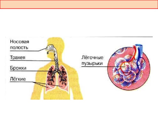 Как проходит воздух через нос схема - 95 фото