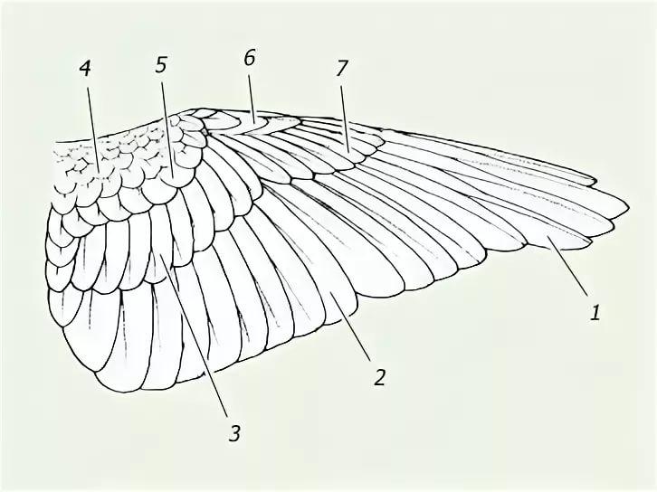 Расположение контурных перьев на теле птицы. Крыло голубя строение. Маховые Крылья строение. Строение совиного крыла. Внешнее строение птиц крыло.