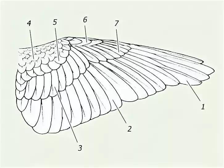 Схема строения крыла птицы