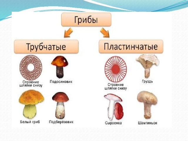 Различие трубчатых грибов. Мухомор трубчатый или пластинчатый гриб. Белый гриб трубчатый или пластинчатый гриб. Строение трубчатого гриба. Трубчатые и пластинчатые грибы таблица.