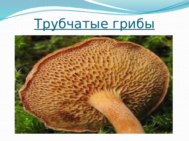 Трубчатые грибы 