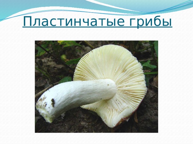 Пластинчатые грибы 