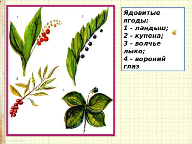 Как выглядит вороний глаз растение и волчье лыко фото