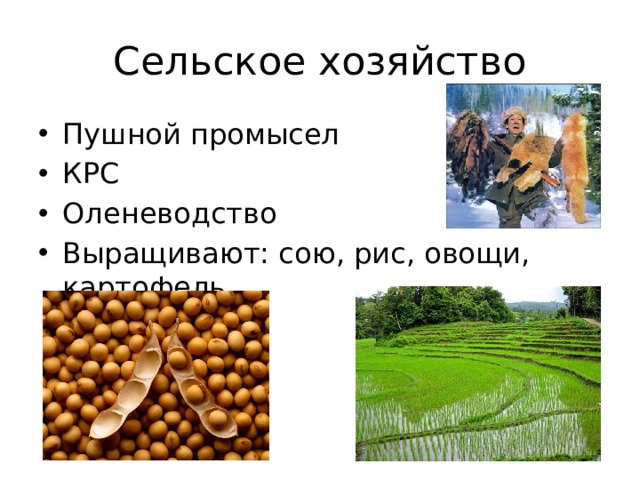 Сельское хозяйство Пушной промысел КРС Оленеводство Выращивают: сою, рис, овощи, картофель 