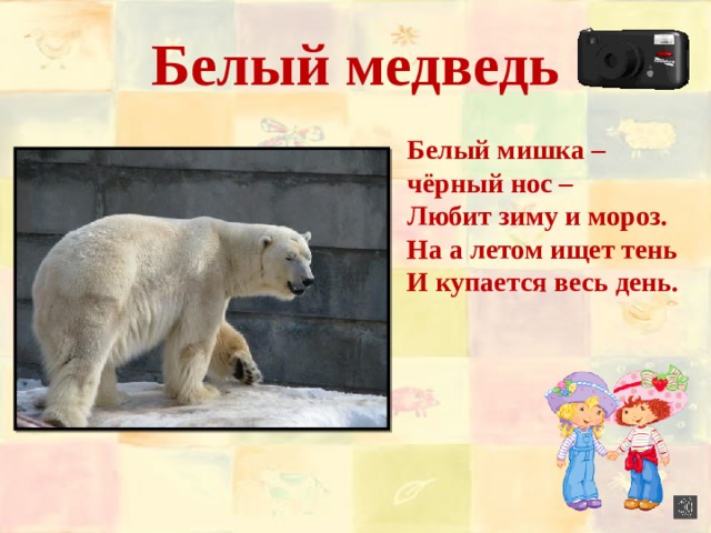 Белый медведь Белый мишка – чёрный нос – Любит зиму и мороз. На а летом ищет тень И купается весь день.