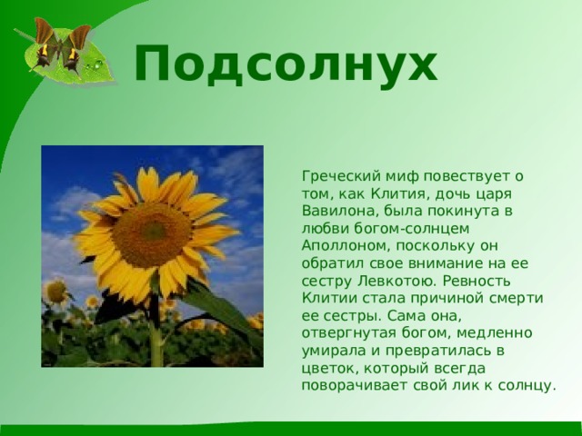 Подсолнух    Греческий миф повествует о том, как Клития, дочь царя Вавилона, была покинута в любви богом-солнцем Аполлоном, поскольку он обратил свое внимание на ее сестру Левкотою. Ревность Клитии стала причиной смерти ее сестры. Сама она, отвергнутая богом, медленно умирала и превратилась в цветок, который всегда поворачивает свой лик к солнцу. 