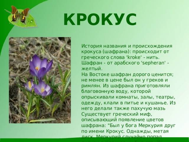 КРОКУС    История названия и происхождения крокуса (шафрана): происходит от греческого слова 'kroke' - нить. Шафран - от арабского 'sepheran' - желтый.  На Востоке шафран дорого ценится; не менее в цене был он у греков и римлян. Из шафрана приготовляли благовонную воду, которой опрыскивали комнаты, залы, театры, одежду, клали в питье и кушанье. Из него делали также пахучую мазь  Существует греческий миф, описывающий появление цветов шафрана: 