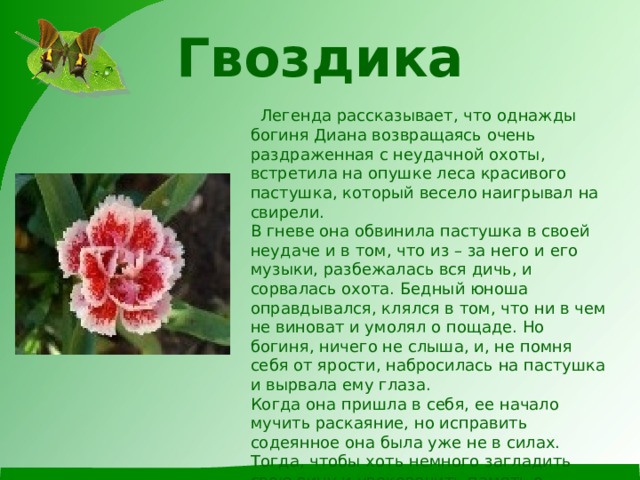 Гвоздика    Легенда рассказывает, что однажды богиня Диана возвращаясь очень раздраженная с неудачной охоты, встретила на опушке леса красивого пастушка, который весело наигрывал на свирели.  В гневе она обвинила пастушка в своей неудаче и в том, что из – за него и его музыки, разбежалась вся дичь, и сорвалась охота. Бедный юноша оправдывался, клялся в том, что ни в чем не виноват и умолял о пощаде. Но богиня, ничего не слыша, и, не помня себя от ярости, набросилась на пастушка и вырвала ему глаза.  Когда она пришла в себя, ее начало мучить раскаяние, но исправить содеянное она была уже не в силах. Тогда, чтобы хоть немного загладить свою вину и увековечить память о юноше, Диана бросила глаза на тропинку.  И в тот же миг из них выросли две гвоздики, своим окрасом напоминавшие невинно пролитую кровь. 