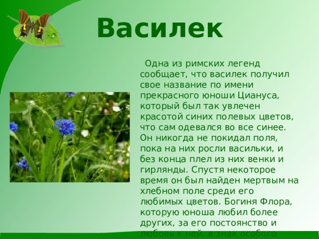 Василек    Одна из римских легенд сообщает, что василек получил свое название по имени прекрасного юноши Циануса, который был так увлечен красотой синих полевых цветов, что сам одевался во все синее. Он никогда не покидал поля, пока на них росли васильки, и без конца плел из них венки и гирлянды. Спустя некоторое время он был найден мертвым на хлебном поле среди его любимых цветов. Богиня Флора, которую юноша любил более других, за его постоянство и любовь к ней, в знак особого расположения превратила тело юноши в любимый цветок, который с тех пор и получил название Cyanus.   