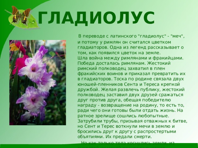 ГЛАДИОЛУС    В переводе с латинского 