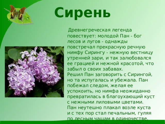 Сирень    Древнегреческая легенда повествует: молодой Пан - бог лесов и лугов - однажды повстречал прекрасную речную нимфу Сирингу - нежную вестницу утренней зари, и так залюбовался ее грацией и нежной красотой, что забыл о своих забавах.  Решил Пан заговорить с Сирингой, но та испугалась и убежала. Пан побежал следом, желая ее успокоить, но нимфа неожиданно превратилась в благоухающий куст с нежными лиловыми цветами.  Пан неутешно плакал возле куста и с тех пор стал печальным, гуляя по лесным чащам в одиночестве, всем старался делать добро. Так имя Сиринги стало латинским названием сирени. 