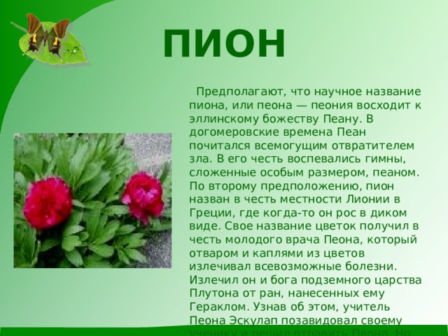 ПИОН  Предполагают, что научное название пиона, или пеона — пеония восходит к эллинскому божеству Пеану. В догомеровские времена Пеан почитался всемогущим отвратителем зла. В его честь воспевались гимны, сложенные особым размером, пеаном.  По второму предположению, пион назван в честь местности Лионии в Греции, где когда-то он рос в диком виде. Свое название цветок получил в честь молодого врача Пеона, который отваром и каплями из цветов излечивал всевозможные болезни. Излечил он и бога подземного царства Плутона от ран, нанесенных ему Гераклом. Узнав об этом, учитель Пеона Эскулап позавидовал своему ученику и решил отравить Пеона. Но Плутон превратил юношу в прекрасный цветок. 