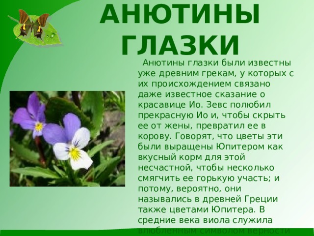 АНЮТИНЫ ГЛАЗКИ    Анютины глазки были известны уже древним грекам, у которых с их происхождением связано даже известное сказание о красавице Ио. Зевс полюбил прекрасную Ио и, чтобы скрыть ее от жены, превратил ее в корову. Говорят, что цветы эти были выращены Юпитером как вкусный корм для этой несчастной, чтобы несколько смягчить ее горькую участь; и потому, вероятно, они назывались в древней Греции также цветами Юпитера. В средние века виола служила влюбленным символом верности и было в обычае дарить друг другу свои портреты, помещенные в увеличенном изображении этого цветка. 