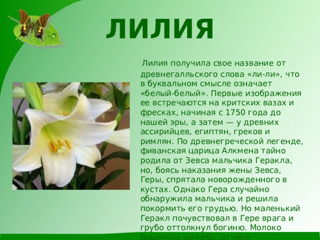 ЛИЛИЯ    Лилия получила свое название от древнегалльского слова «ли-ли», что в буквальном смысле означает «белый-белый». Первые изображения ее встречаются на критских вазах и фресках, начиная с 1750 года до нашей эры, а затем — у древних ассирийцев, египтян, греков и римлян. По древнегреческой легенде, фиванская царица Алкмена тайно родила от Зевса мальчика Геракла, но, боясь наказания жены Зевса, Геры, спрятала новорожденного в кустах. Однако Гера случайно обнаружила мальчика и решила покормить его грудью. Но маленький Геракл почувствовал в Гере врага и грубо оттолкнул богиню. Молоко брызнуло на небо, отчего образовался Млечный Путь, а те несколько капель, что упали на землю, проросли и превратились в лилии. 