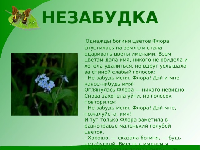 НЕЗАБУДКА    Однажды богиня цветов Флора спустилась на землю и стала одаривать цветы именами. Всем цветам дала имя, никого не обидела и хотела удалиться, но вдруг услышала за спиной слабый голосок:  - Не забудь меня, Флора! Дай и мне какое-нибудь имя!  Оглянулась Флора — никого невидно. Снова захотела уйти, но голосок повторился:  - Не забудь меня, Флора! Дай мне, пожалуйста, имя!  И тут только Флора заметила в разнотравье маленький голубой цветок.  - Хорошо, — сказала богиня, — будь незабудкой. Вместе с именем я наделяю тебя чудесной силой — ты будешь возвращать память тем людям, которые начнут забывать своих близких или свою родину. 