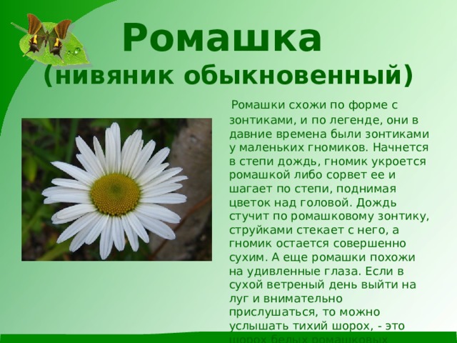 Ромашка  (нивяник обыкновенный)    Ромашки схожи по форме с зонтиками, и по легенде, они в давние времена были зонтиками у маленьких гномиков. Начнется в степи дождь, гномик укроется ромашкой либо сорвет ее и шагает по степи, поднимая цветок над головой. Дождь стучит по ромашковому зонтику, струйками стекает с него, а гномик остается совершенно сухим. А еще ромашки похожи на удивленные глаза. Если в сухой ветреный день выйти на луг и внимательно прислушаться, то можно услышать тихий шорох, - это шорох белых ромашковых ресниц.  Удивленные глаза ромашки смотрят на небо, стараясь понять движения облаков, звезд и планет. 