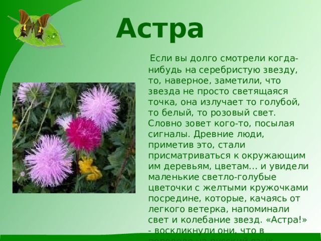 Астра    Если вы долго смотрели когда-нибудь на серебристую звезду, то, наверное, заметили, что звезда не просто светящаяся точка, она излучает то голубой, то белый, то розовый свет. Словно зовет кого-то, посылая сигналы. Древние люди, приметив это, стали присматриваться к окружающим им деревьям, цветам… и увидели маленькие светло-голубые цветочки с желтыми кружочками посредине, которые, качаясь от легкого ветерка, напоминали свет и колебание звезд. «Астра!» - воскликнули они, что в переводе на русский язык означает «звезда». С тех пор и осталось за цветком название «астра». 