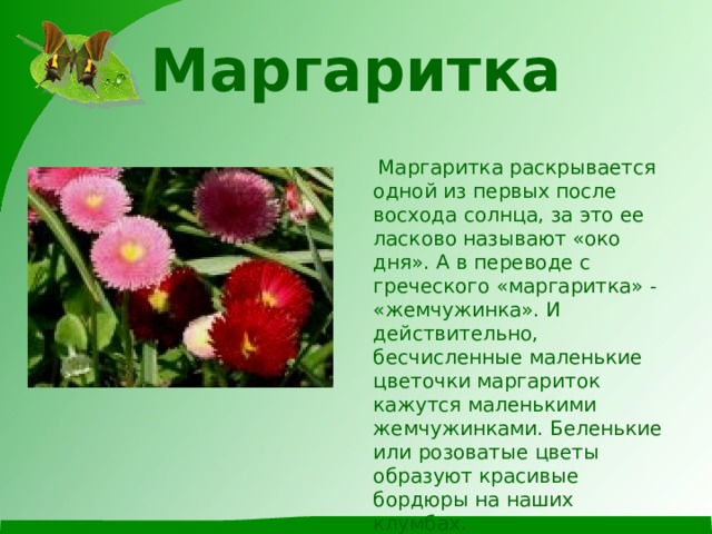 Маргаритка    Маргаритка раскрывается одной из первых после восхода солнца, за это ее ласково называют «око дня». А в переводе с греческого «маргаритка» - «жемчужинка». И действительно, бесчисленные маленькие цветочки маргариток кажутся маленькими жемчужинками. Беленькие или розоватые цветы образуют красивые бордюры на наших клумбах. 