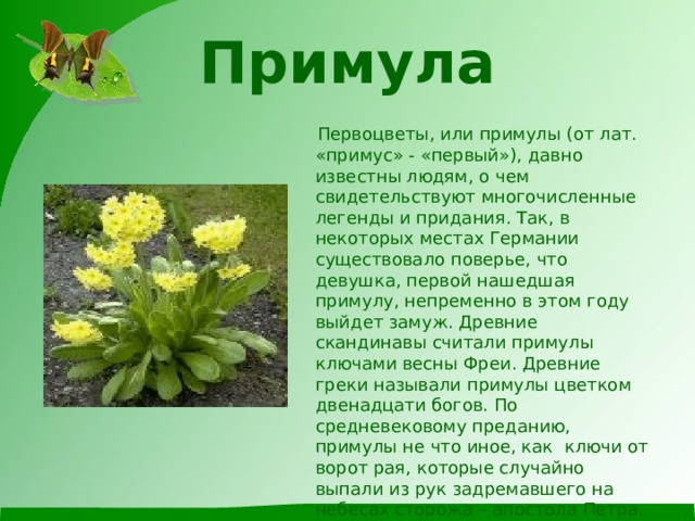 Примула    Первоцветы, или примулы (от лат. «примус» - «первый»), давно известны людям, о чем свидетельствуют многочисленные легенды и придания. Так, в некоторых местах Германии существовало поверье, что девушка, первой нашедшая примулу, непременно в этом году выйдет замуж. Древние скандинавы считали примулы ключами весны Фреи. Древние греки называли примулы цветком двенадцати богов. По средневековому преданию, примулы не что иное, как ключи от ворот рая, которые случайно выпали из рук задремавшего на небесах сторожа – апостола Петра. Кинулся Петр ловить их, да поздно: упали ключи на землю, и выросли из них первоцветы-примулы .   