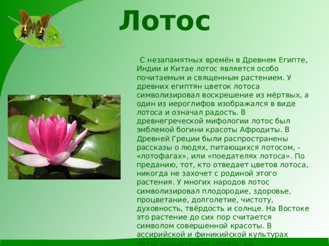 Лотос    С незапамятных времён в Древнем Египте, Индии и Китае лотос является особо почитаемым и священным растением. У древних египтян цветок лотоса символизировал воскрешение из мёртвых, а один из иероглифов изображался в виде лотоса и означал радость. В древнегреческой мифологии лотос был эмблемой богини красоты Афродиты. В Древней Греции были распространены рассказы о людях, питающихся лотосом, - «лотофагах», или «поедателях лотоса». По преданию, тот, кто отведает цветов лотоса, никогда не захочет с родиной этого растения. У многих народов лотос символизировал плодородие, здоровье, процветание, долголетие, чистоту, духовность, твёрдость и солнце. На Востоке это растение до сих пор считается символом совершенной красоты. В ассирийской и финикийской культурах лотос олицетворял смерть, но одновременное возрождение и будущую жизнь.  У китайцев лотос олицетворял прошлое, настоящее и будущее, поскольку каждое растение одновременно имеет бутоны, цветы и семена. 