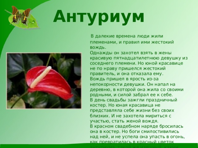 Антуриум  В далекие времена люди жили племенами, и правил ими жестокий вождь.  Однажды он захотел взять в жены красивую пятнадцатилетнюю девушку из соседнего племени. Но юной красавице не по нраву пришелся жестокий правитель, и она отказала ему.  Вождь пришел в ярость из-за непокорности девушки. Он напал на деревню, в которой она жила со своими родными, и силой забрал ее к себе.  В день свадьбы зажгли праздничный костер. Но юная красавица не представляла себе жизни без своих близких. И не захотела мириться с участью, стать женой вождя.  В красном свадебном наряде бросилась она в костер. Но боги смилостивились над ней, и не успела она упасть в огонь, как превратилась в красный цветок антуриума, такой же изящный, каким была юная красавица. А всю деревню боги превратили в густой, непроходимый тропический лес.   