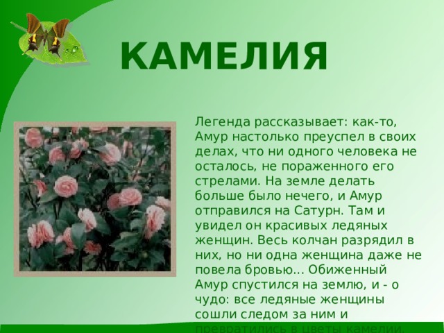 КАМЕЛИЯ   Легенда рассказывает: как-то, Амур настолько преуспел в своих делах, что ни одного человека не осталось, не пораженного его стрелами. На земле делать больше было нечего, и Амур отправился на Сатурн. Там и увидел он красивых ледяных женщин. Весь колчан разрядил в них, но ни одна женщина даже не повела бровью... Обиженный Амур спустился на землю, и - о чудо: все ледяные женщины сошли следом за ним и превратились в цветы камелии. Красивые и бесстрашные.    