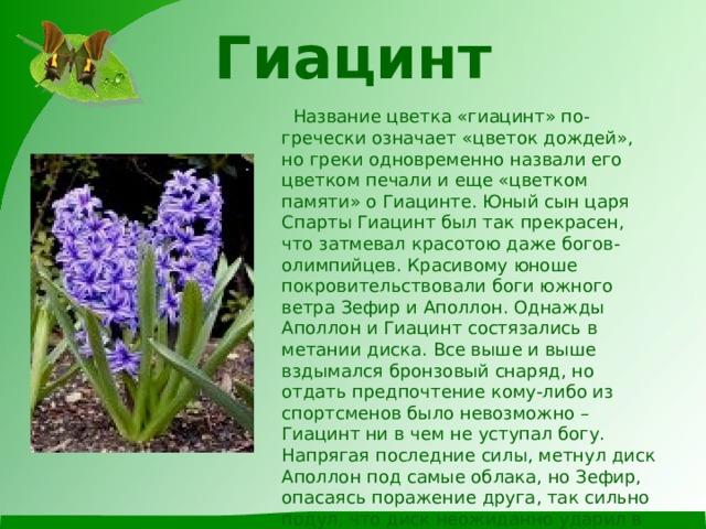 Гиацинт  Название цветка «гиацинт» по-гречески означает «цветок дождей», но греки одновременно назвали его цветком печали и еще «цветком памяти» о Гиацинте. Юный сын царя Спарты Гиацинт был так прекрасен, что затмевал красотою даже богов-олимпийцев. Красивому юноше покровительствовали боги южного ветра Зефир и Аполлон. Однажды Аполлон и Гиацинт состязались в метании диска. Все выше и выше вздымался бронзовый снаряд, но отдать предпочтение кому-либо из спортсменов было невозможно – Гиацинт ни в чем не уступал богу. Напрягая последние силы, метнул диск Аполлон под самые облака, но Зефир, опасаясь поражение друга, так сильно подул, что диск неожиданно ударил в лицо Гиацинту. Рана оказалась смертельной. Аполлон опечаленный смертью юноши, превратил капли его крови в прекрасные цветы, чтобы память в нем вечно жила среди людей. 