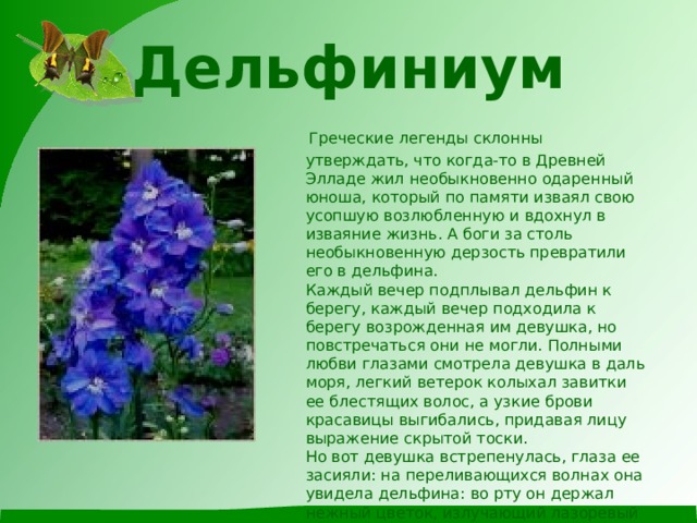 Дельфиниум  Греческие легенды склонны утверждать, что когда-то в Древней Элладе жил необыкновенно одаренный юноша, который по памяти изваял свою усопшую возлюбленную и вдохнул в изваяние жизнь. А боги за столь необыкновенную дерзость превратили его в дельфина.  Каждый вечер подплывал дельфин к берегу, каждый вечер подходила к берегу возрожденная им девушка, но повстречаться они не могли. Полными любви глазами смотрела девушка в даль моря, легкий ветерок колыхал завитки ее блестящих волос, а узкие брови красавицы выгибались, придавая лицу выражение скрытой тоски.  Но вот девушка встрепенулась, глаза ее засияли: на переливающихся волнах она увидела дельфина: во рту он держал нежный цветок, излучающий лазоревый свет. Величественно и грациозно подплыл дельфин к берегу и положил к ногам девушки грустный цветок, который оказался цветком дельфиниума.   