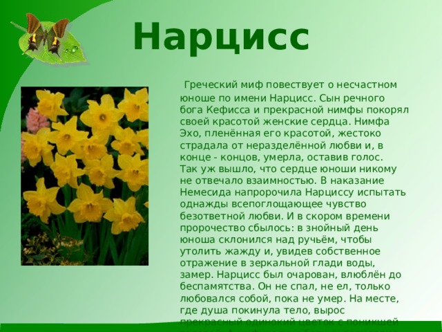 Нарцисс  Греческий миф повествует о несчастном юноше по имени Нарцисс. Сын речного бога Кефисса и прекрасной нимфы покорял своей красотой женские сердца. Нимфа Эхо, пленённая его красотой, жестоко страдала от неразделённой любви и, в конце - концов, умерла, оставив голос.  Так уж вышло, что сердце юноши никому не отвечало взаимностью. В наказание Немесида напророчила Нарциссу испытать однажды всепоглощающее чувство безответной любви. И в скором времени пророчество сбылось: в знойный день юноша склонился над ручьём, чтобы утолить жажду и, увидев собственное отражение в зеркальной глади воды, замер. Нарцисс был очарован, влюблён до беспамятства. Он не спал, не ел, только любовался собой, пока не умер. На месте, где душа покинула тело, вырос прекрасный одинокий цветок с поникшей головой. А мифические богини возмездия - Фурии - поспешили им украсить свои головы.   