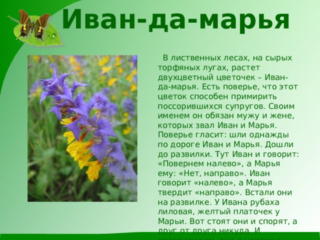 Иван-да-марья       В лиственных лесах, на сырых торфяных лугах, растет двухцветный цветочек – Иван-да-марья. Есть поверье, что этот цветок способен примирить поссорившихся супругов. Своим именем он обязан мужу и жене, которых звал Иван и Марья. Поверье гласит: шли однажды по дороге Иван и Марья. Дошли до развилки. Тут Иван и говорит: «Повернем налево», а Марья ему: «Нет, направо». Иван говорит «налево», а Марья твердит «направо». Встали они на развилке. У Ивана рубаха лиловая, желтый платочек у Марьи. Вот стоят они и спорят, а друг от друга никуда. И превратились они в цветок с одним стеблем на двоих, который и стал называться Иван-да-марья.   