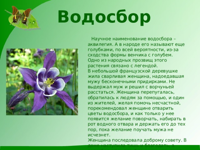 Водосбор    Научное наименование водосбора – аквилегия. А в народе его называют еще голубками, по всей вероятности, из-за сходства формы венчика с голубем.  Одно из народных прозвищ этого растения связано с легендой.  В небольшой французской деревушке жила сварливая женщина, надоедавшая мужу бесконечными придирками. Не выдержал муж и решил с ворчуньей расстаться. Женщина перепугалась, обратилась к людям за помощью, и один из жителей, желая помочь несчастной, порекомендовал женщине отварить цветы водосбора, и как только у нее появится желание поворчать, набирать в рот водного отвара и держать его до тех пор, пока желание поучать мужа не исчезнет.  Женщина последовала доброму совету. В доме наступила тишь и благодать, а водосбор с тех пор французы называют травой сварливой бабы. 