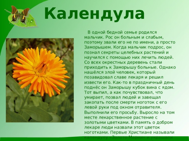 Календула    В одной бедной семье родился мальчик. Рос он больным и слабым, поэтому звали его не по имени, а просто Заморышем. Когда мальчик подрос, он познал секреты целебных растений и научился с помощью них лечить людей. Со всех окрестных деревень стали приходить к Заморышу больные. Однако нашёлся злой человек, который позавидовал славе лекаря и решил извести его. Как-то в праздничный день поднёс он Заморышу кубок вина с ядом. Тот выпил, а как почувствовал, что умирает, позвал людей и завещал закопать после смерти ноготок с его левой руки под окном отравителя. Выполнили его просьбу. Выросло на том месте лекарственное растение с золотыми цветками. В память о добром лекаре люди назвали этот цветок ноготками. Первые Христиане называли календулу «Золото Марии» и украшали ею статуи матери Спасителя. В древней Индии из календулы плели гирлянды и украшали ими статуи святых. Календулу называют иногда «невеста лета» из-за тенденции цветка поворачиваться за солнцем. 