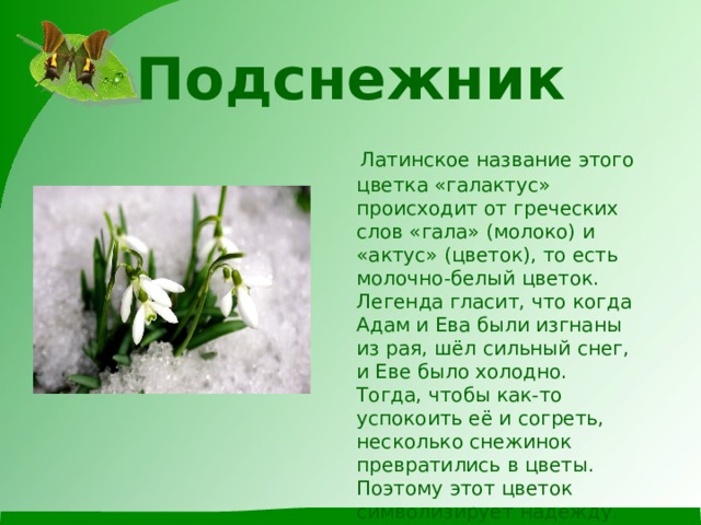 Подснежник  Латинское название этого цветка «галактус» происходит от греческих слов «гала» (молоко) и «актус» (цветок), то есть молочно-белый цветок. Легенда гласит, что когда Адам и Ева были изгнаны из рая, шёл сильный снег, и Еве было холодно. Тогда, чтобы как-то успокоить её и согреть, несколько снежинок превратились в цветы. Поэтому этот цветок символизирует надежду. Как он называется? 