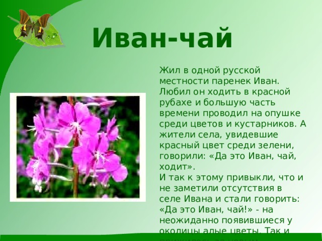 Иван-чай   Жил в одной русской местности паренек Иван. Любил он ходить в красной рубахе и большую часть времени проводил на опушке среди цветов и кустарников. А жители села, увидевшие красный цвет среди зелени, говорили: «Да это Иван, чай, ходит».  И так к этому привыкли, что и не заметили отсутствия в селе Ивана и стали говорить: «Да это Иван, чай!» - на неожиданно появившиеся у околицы алые цветы. Так и прижилось за новым растением название иван-чай. 