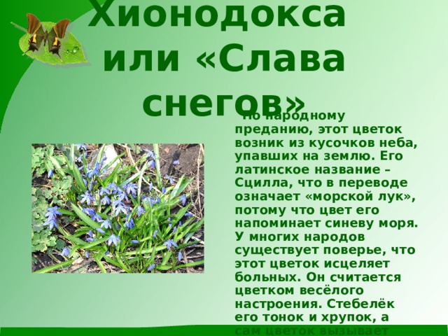 Хионодокса  или «Слава снегов»  По народному преданию, этот цветок возник из кусочков неба, упавших на землю. Его латинское название – Сцилла, что в переводе означает «морской лук», потому что цвет его напоминает синеву моря. У многих народов существует поверье, что этот цветок исцеляет больных. Он считается цветком весёлого настроения. Стебелёк его тонок и хрупок, а сам цветок вызывает нежные и трогательные чувства. Как называется  этот цветок? 
