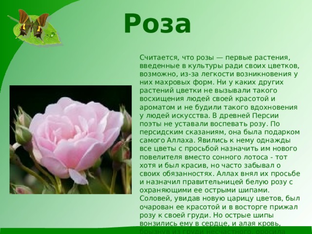 Роза   Считается, что розы — первые растения, введенные в культуры ради своих цветков, возможно, из-за легкости возникновения у них махровых форм. Ни у каких других растений цветки не вызывали такого восхищения людей своей красотой и ароматом и не будили такого вдохновения у людей искусства. В древней Персии поэты не уставали воспевать розу. По персидским сказаниям, она была подарком самого Аллаха. Явились к нему однажды все цветы с просьбой назначить им нового повелителя вместо сонного лотоса - тот хотя и был красив, но часто забывал о своих обязанностях. Аллах внял их просьбе и назначил правительницей белую розу с охраняющими ее острыми шипами.  Соловей, увидав новую царицу цветов, был очарован ее красотой и в восторге прижал розу к своей груди. Но острые шипы вонзились ему в сердце, и алая кровь, брызнув из груди несчастного, оросила нежные лепестки дивного цветка. До сих пор наружные лепестки многих роз сохраняют свой розовый оттенок.   