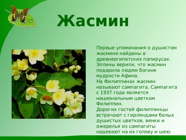 Жасмин   Первые упоминания о душистом жасмине найдены в древнеегипетских папирусах.  Эллины верили, что жасмин подарила людям богиня мудрости Афина.  На Филиппинах жасмин называют сампагита. Сампагита с 1937 года является национальным цветком Филиппин.  Дорогих гостей филиппинцы встречают с гирляндами белых душистых цветков, венки и ожерелья из сампагиты надевают на их голову и шею. Сампагиту используют в различных культурных и религиозных церемониях. Сампагита считается цветком чистоты, верности и любви. 