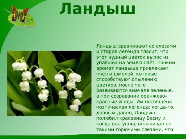 Ландыш   Ландыш сравнивают со слезами и старая легенда гласит, что этот чудный цветок вырос из упавших на землю слёз. Тонкий аромат ландыша привлекает пчел и шмелей, которые способствуют опылению цветков, после чего развиваются вначале зеленые, а при созревании оранжево-красные ягоды. Им посвящена поэтическая легенда: когда-то, давным-давно, Ландыш полюбил красавицу Весну и, когда она ушла, оплакивал ее такими горючими слезами, что кровь выступила у него из сердца и окрасила слезы. Влюбленный ландыш так же безмолвно перенес свое горе, как нес и радость любви. 