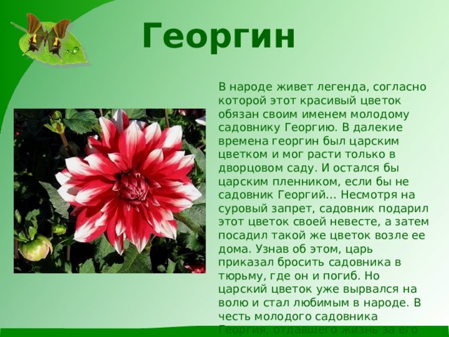 Георгин   В народе живет легенда, согласно которой этот красивый цветок обязан своим именем молодому садовнику Георгию. В далекие времена георгин был царским цветком и мог расти только в дворцовом саду. И остался бы царским пленником, если бы не садовник Георгий… Несмотря на суровый запрет, садовник подарил этот цветок своей невесте, а затем посадил такой же цветок возле ее дома. Узнав об этом, царь приказал бросить садовника в тюрьму, где он и погиб. Но царский цветок уже вырвался на волю и стал любимым в народе. В честь молодого садовника Георгия, отдавшего жизнь за его свободу, цветок был назван георгином. Сейчас они известны почти во всех странах мира. 