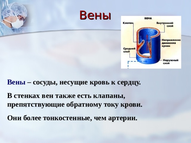 Значит вена. Вены – сосуды, несущие венозную кровь. Вена сосуд Несущий кровь.