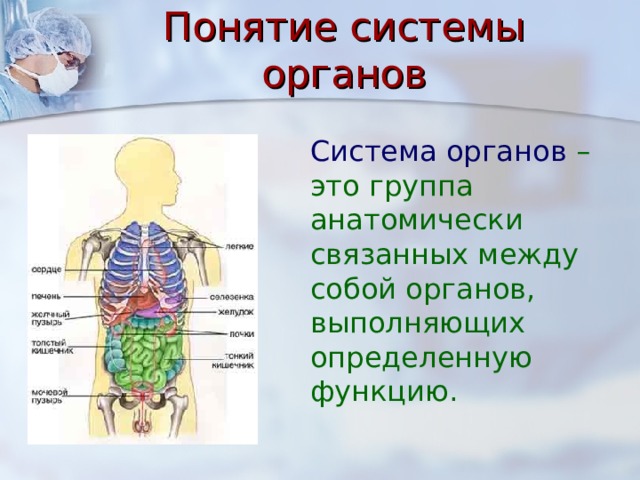 Проект по анатомии 10 класс