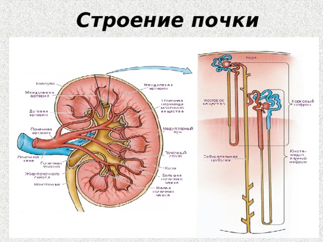 Как называется образование в почке которое обозначено на рисунке буквой а