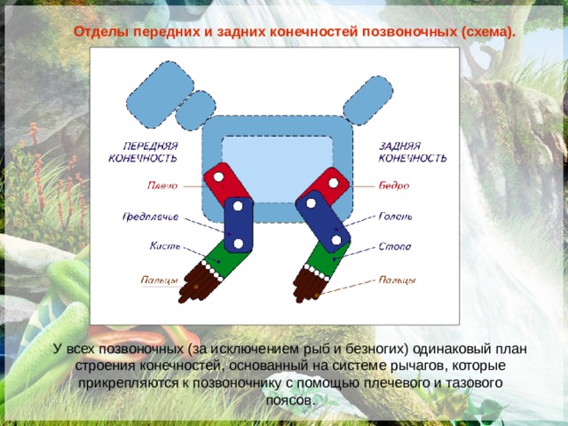 1 конечности рычажного типа