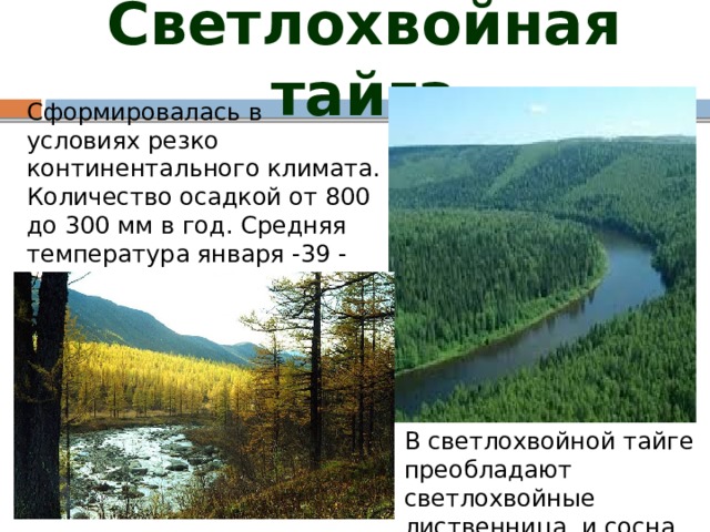 Температура января тайги в россии