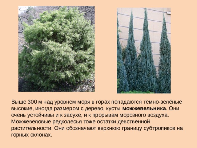 Растения характерные для субтропических лесов. Кипарис влажные субтропики. Зона субтропиков растения. Растительный мир субтропиков России. Растения в субтропических лесах.