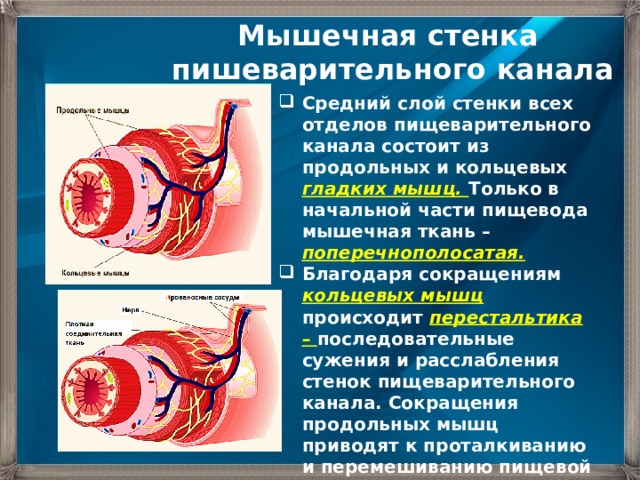 Сокращение гладкой мускулатуры сосудов